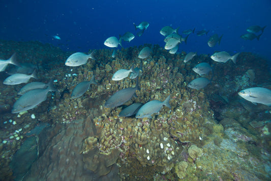 fish swimming in ocean